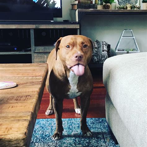 r/pitbulls on Reddit: Todays the last day I get to spend with my 